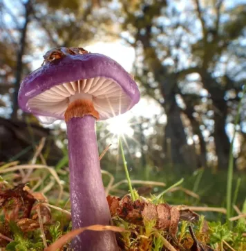 long-overlooked-as-crucial-to-life,-fungi-start-to-get-their-due