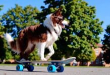 openai-announces-plans-to-shut-down-its-sora-video-generator