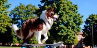 openai-announces-plans-to-shut-down-its-sora-video-generator