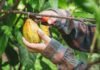 cocoa-farmers-cut-down-trees-for-short-term-gain,-but-keeping-them-is-important-–-here’s-why