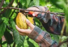cocoa-farmers-cut-down-trees-for-short-term-gain,-but-keeping-them-is-important-–-here’s-why