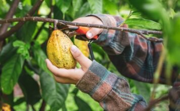 cocoa-farmers-cut-down-trees-for-short-term-gain,-but-keeping-them-is-important-–-here’s-why