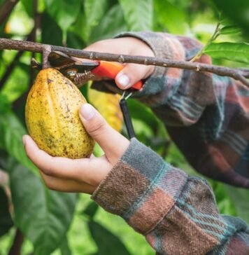 cocoa-farmers-cut-down-trees-for-short-term-gain,-but-keeping-them-is-important-–-here’s-why