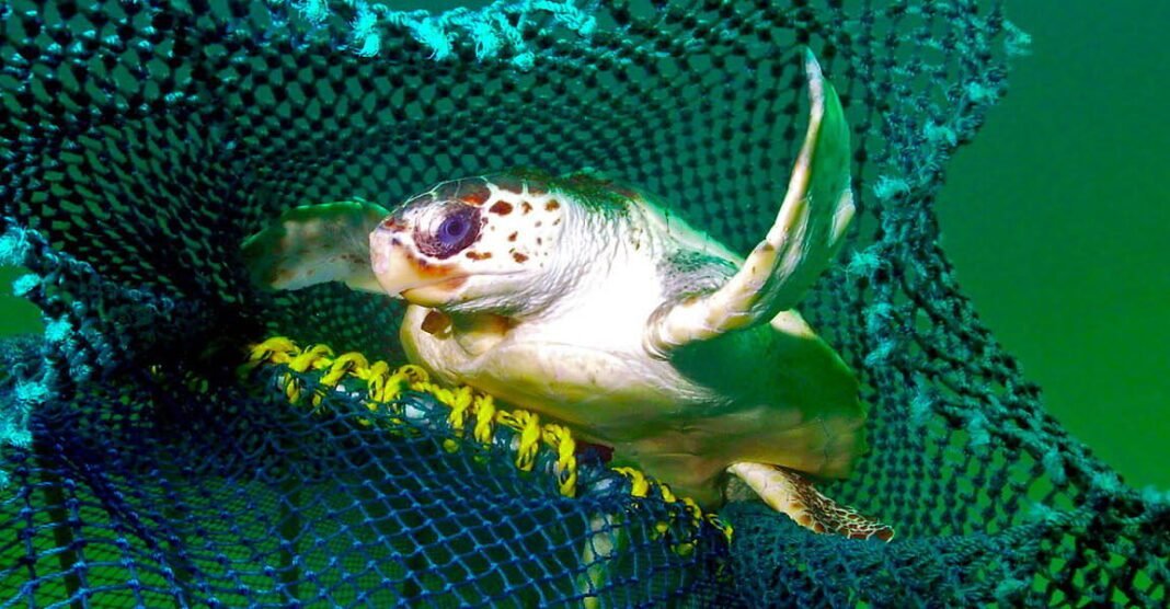 how-new-fishing-tech-can-reduce-bycatch-of-turtles-and-other-creatures