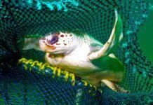 How new fishing tech can reduce bycatch of turtles and other creatures how-new-fishing-tech-can-reduce-bycatch-of-turtles-and-other-creatures