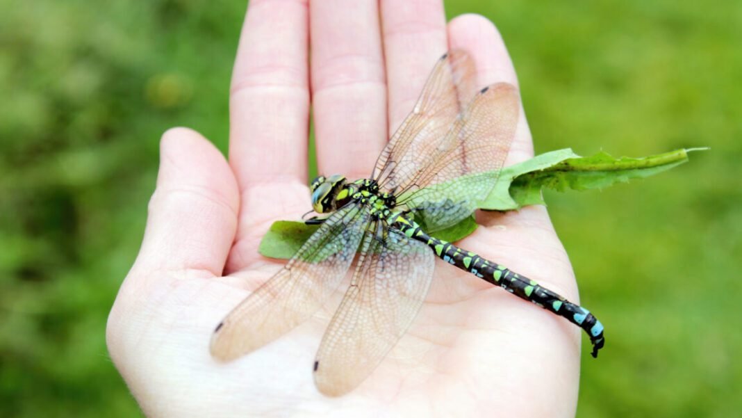 explanation-for-why-we-don’t-see-two-foot-long-dragonflies-anymore-fails explanation-for-why-we-don’t-see-two-foot-long-dragonflies-anymore-fails