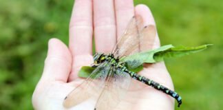 explanation-for-why-we-don’t-see-two-foot-long-dragonflies-anymore-fails