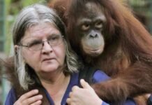 Birutė Galdikas: The last of ‘Leakey’s Angels’ in primatology’s most extraordinary chapter birute-galdikas:-the-last-of-‘leakey’s-angels’-in-primatology’s-most-extraordinary-chapter