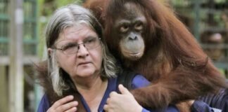 Birutė Galdikas: The last of ‘Leakey’s Angels’ in primatology’s most extraordinary chapter birute-galdikas:-the-last-of-‘leakey’s-angels’-in-primatology’s-most-extraordinary-chapter
