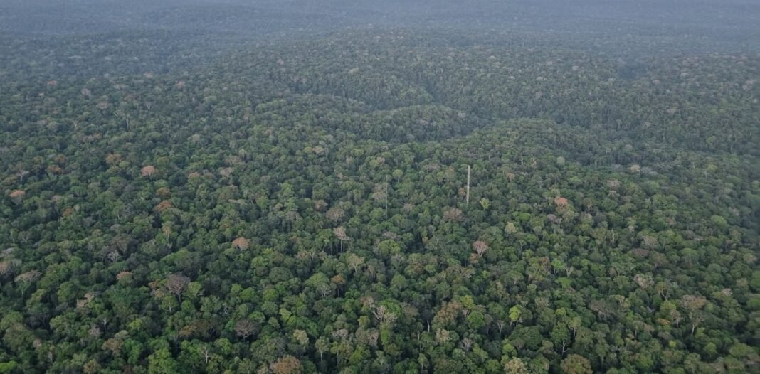 chopping-down-areas-of-tropical-rainforest-is-causing-rising-temperatures-linked-to-thousands-of-deaths chopping-down-areas-of-tropical-rainforest-is-causing-rising-temperatures-linked-to-thousands-of-deaths