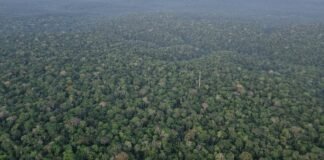 Chopping down areas of tropical rainforest is causing rising temperatures linked to thousands of deaths chopping-down-areas-of-tropical-rainforest-is-causing-rising-temperatures-linked-to-thousands-of-deaths
