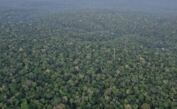 Chopping down areas of tropical rainforest is causing rising temperatures linked to thousands of deaths chopping-down-areas-of-tropical-rainforest-is-causing-rising-temperatures-linked-to-thousands-of-deaths