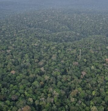 Chopping down areas of tropical rainforest is causing rising temperatures linked to thousands of deaths chopping-down-areas-of-tropical-rainforest-is-causing-rising-temperatures-linked-to-thousands-of-deaths