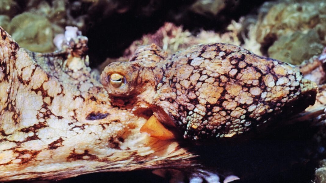 male-octopuses-guided-through-mating-by-female-hormones