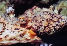 male-octopuses-guided-through-mating-by-female-hormones
