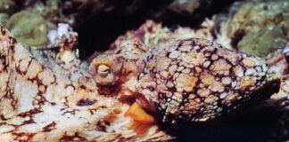 male-octopuses-guided-through-mating-by-female-hormones