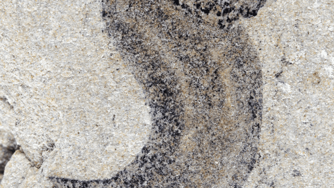 new-fossil-deposits-show-complex-animal-groups-predating-the-cambrian