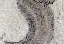 new-fossil-deposits-show-complex-animal-groups-predating-the-cambrian