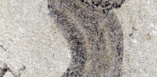 new-fossil-deposits-show-complex-animal-groups-predating-the-cambrian