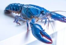 openclaw-gives-users-yet-another-reason-to-be-freaked-out-about-security