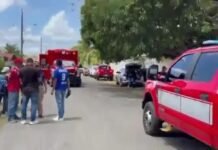 ‘Killer Bee’ Attack Leaves 150 Injured, 50 Hospitalized ‘killer-bee’-attack-leaves-150-injured,-50-hospitalized