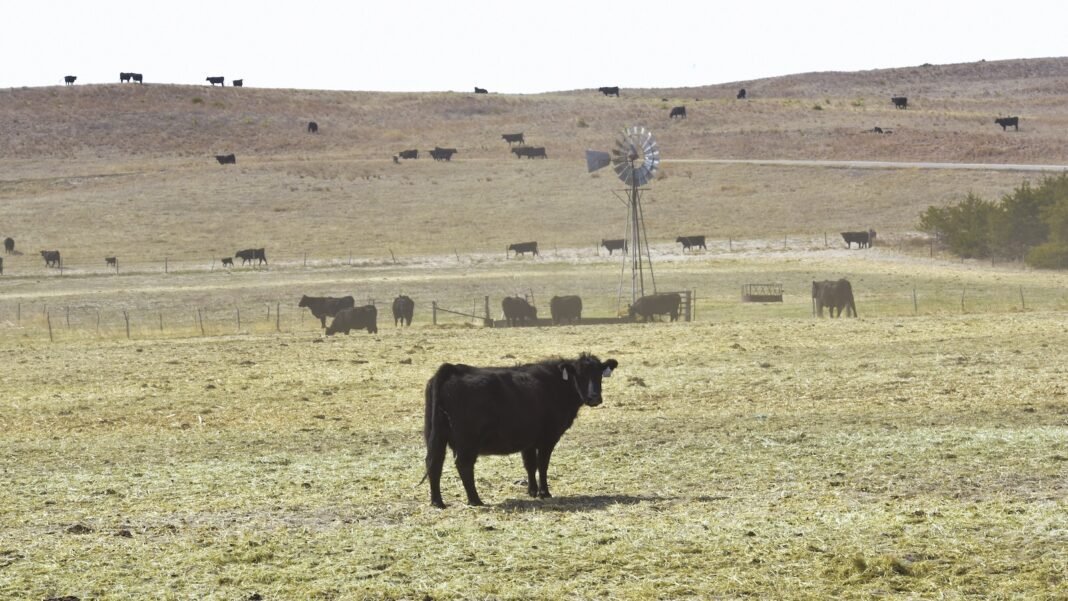 in-nebraska,-wildfires-are-turning-cattle-ranching-into-a-tricky-business
