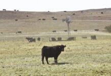 In Nebraska, wildfires are turning cattle ranching into a tricky business in-nebraska,-wildfires-are-turning-cattle-ranching-into-a-tricky-business