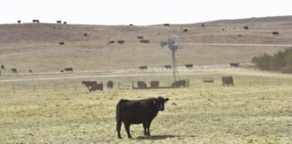 In Nebraska, wildfires are turning cattle ranching into a tricky business in-nebraska,-wildfires-are-turning-cattle-ranching-into-a-tricky-business