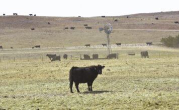In Nebraska, wildfires are turning cattle ranching into a tricky business in-nebraska,-wildfires-are-turning-cattle-ranching-into-a-tricky-business