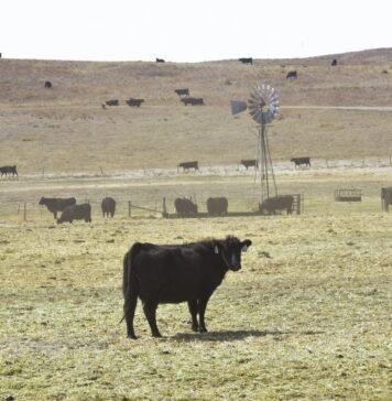In Nebraska, wildfires are turning cattle ranching into a tricky business in-nebraska,-wildfires-are-turning-cattle-ranching-into-a-tricky-business