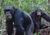 ugandan-chimps-split-into-two-factions,-then-killed-rivals