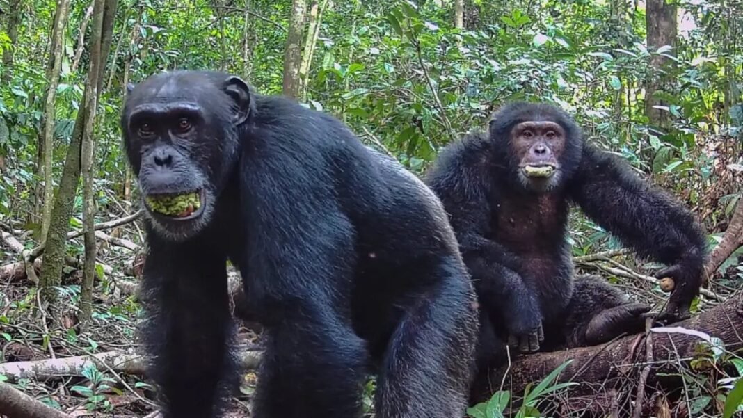 ugandan-chimps-split-into-two-factions,-then-killed-rivals