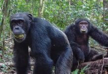 ugandan-chimps-split-into-two-factions,-then-killed-rivals