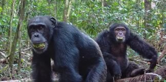 ugandan-chimps-split-into-two-factions,-then-killed-rivals