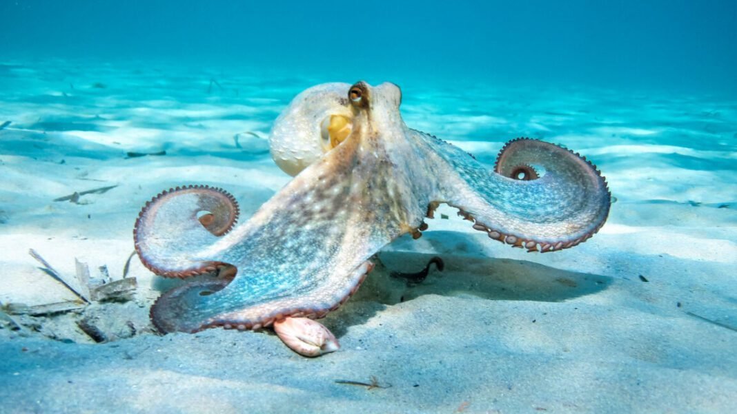 oldest-octopus-fossil-found-to-not-be-an-octopus 