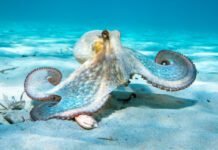 oldest-octopus-fossil-found-to-not-be-an-octopus 