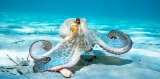 oldest-octopus-fossil-found-to-not-be-an-octopus 
