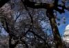 will-voters-turn-against-donald-trump-in-the-us-midterms?-what-we-know-so-far
