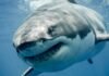 great-white-sharks-are-overheating