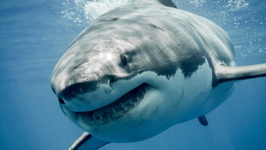 great-white-sharks-are-overheating