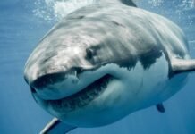 great-white-sharks-are-overheating