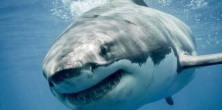 great-white-sharks-are-overheating