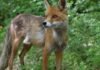 40 years on from the disaster, why there are foxes, bears and bison again around Chernobyl 40-years-on-from-the-disaster,-why-there-are-foxes,-bears-and-bison-again-around-chernobyl