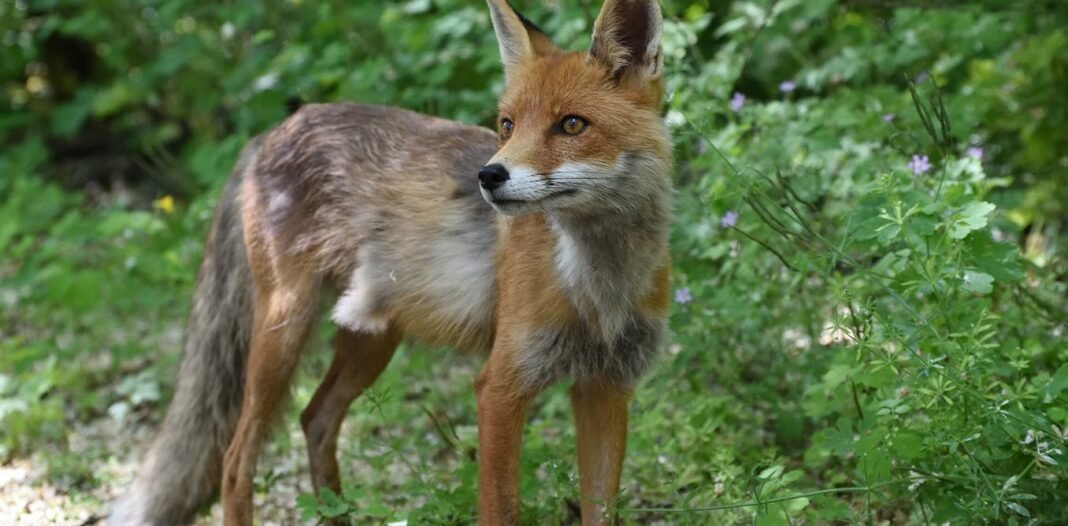 40-years-on-from-the-disaster,-why-there-are-foxes,-bears-and-bison-again-around-chernobyl
