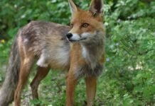 40-years-on-from-the-disaster,-why-there-are-foxes,-bears-and-bison-again-around-chernobyl