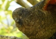 meet-bruce,-the-“beak-jousting”-parrot