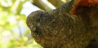 meet-bruce,-the-“beak-jousting”-parrot