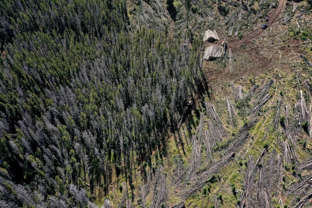 the-trump-administration-wants-to-take-an-ax-to-the-east’s-last-great-forests