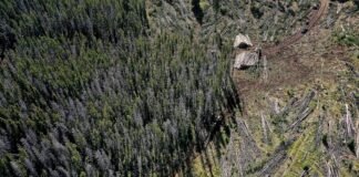 the-trump-administration-wants-to-take-an-ax-to-the-east’s-last-great-forests