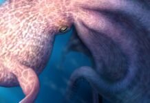 meet-the-19-meter-cretaceous-kraken-that-swam-with-mosasaurs